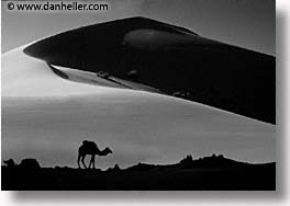 africa, black and white, camels, desert, dunes, horizontal, morocco, sahara, sand, silhouettes, photograph