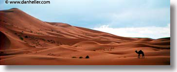africa, black and white, camels, desert, dunes, horizontal, morocco, panoramic, sahara, sand, photograph