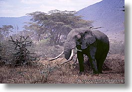 africa, animals, elephants, horizontal, pachyderms, tanzania, tarangire, wild, photograph