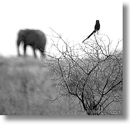 africa, black and white, square format, tanzania, photograph