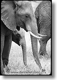 africa, black and white, elephants, tanzania, vertical, photograph