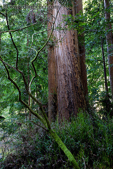 redwoods-and-crooked-branches-1