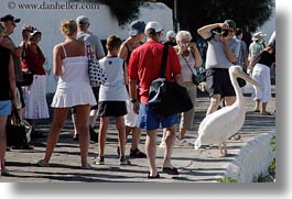 emotions, europe, greece, horizontal, humor, mykonos, pelicans, photographing, white, photograph