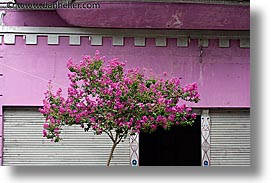 argentina, buenos aires, horizontal, la boca, latin america, painted town, pink, trees, photograph