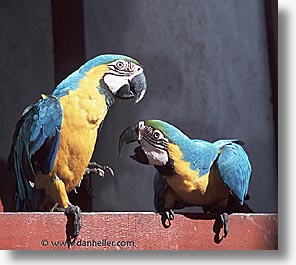 Macaw Foot