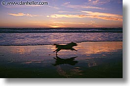 animals, dogs, horizontal, running, sammy, sunsets, photograph