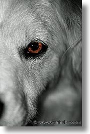 Canine Eyes