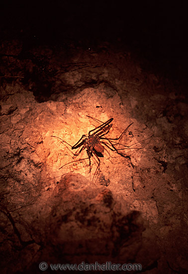 scorpion spider image