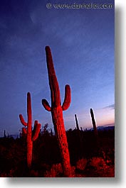 america, arizona, cactus, desert southwest, north america, saguaro, sunsets, tucson, united states, vertical, western usa, photograph