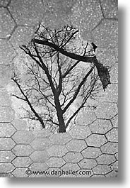 america, black and white, central park, new york, new york city, north america, puddle, reflect, trees, united states, vertical, photograph