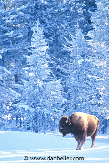 http://www.danheller.com/images/UnitedStates/Wyoming/Yellowstone/Bison/bison-08-big.jpg