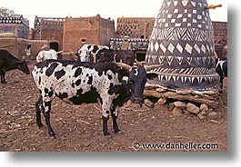 images/Africa/BurkinaFaso/Tiebele/gurunsi-cow-1.jpg