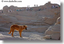 images/Africa/Egypt/Aswan/Misc/dog-n-granite-quarry-02.jpg
