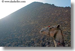 images/Africa/Egypt/Cairo/Camels/camel-n-pyramids-01.jpg