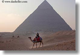 images/Africa/Egypt/Cairo/Camels/camel-n-pyramids-02.jpg