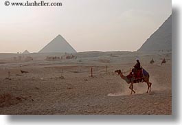 images/Africa/Egypt/Cairo/Camels/camel-n-pyramids-03.jpg
