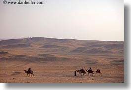 images/Africa/Egypt/Cairo/Camels/camels-02.jpg
