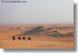 images/Africa/Egypt/Cairo/Camels/camels-03.jpg