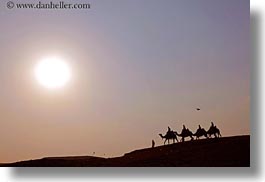 images/Africa/Egypt/Cairo/Camels/camels-06.jpg