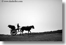 images/Africa/Egypt/Cairo/Horses/boy-n-horse-n-carriage-01.jpg