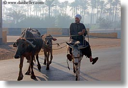 images/Africa/Egypt/Cairo/People/man-w-donkeys.jpg