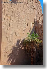 images/Africa/Egypt/Luxor/KarnakTemple/palm_tree-n-bas_relief-wall-02.jpg