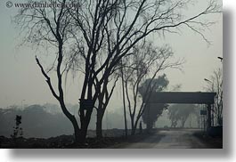 images/Africa/Egypt/Luxor/Scenics/foggy-road-n-trees-01.jpg