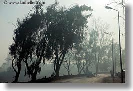 images/Africa/Egypt/Luxor/Scenics/foggy-road-n-trees-02.jpg