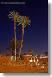 images/Africa/Egypt/Luxor/Scenics/palm_trees-at-nite.jpg