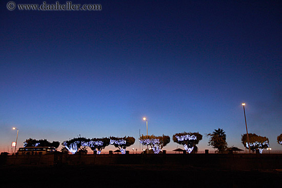 xmas-trees-at-dusk-02.jpg