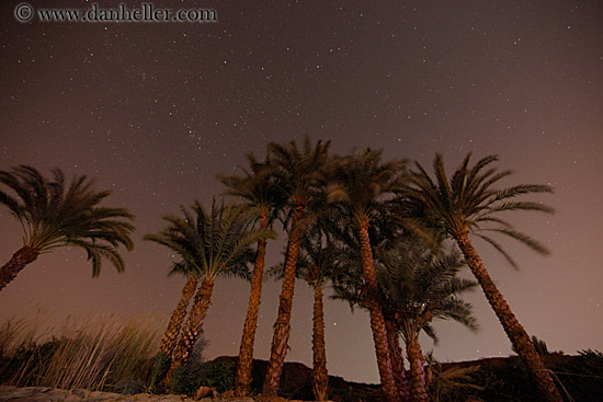 nite-palm_trees-n-stars-01.jpg