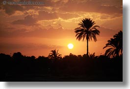 images/Africa/Egypt/Misc/palm_tree-at-sunset.jpg
