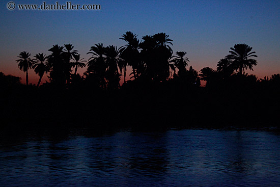 palm_trees-at-dusk-01.jpg