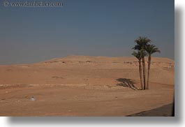 images/Africa/Egypt/Misc/palm_trees-in-desert-03.jpg