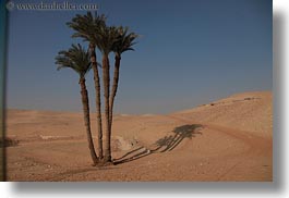 images/Africa/Egypt/Misc/palm_trees-in-desert-04.jpg