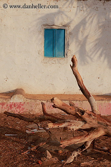 blue-window-n-dead-tree.jpg