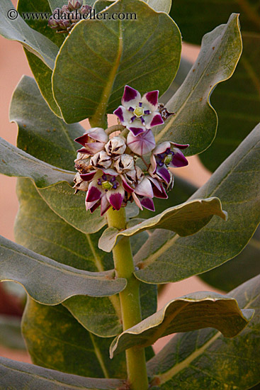 cactus-flower-04.jpg