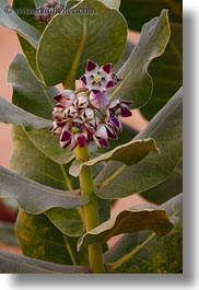 images/Africa/Egypt/NubianVillage/cactus-flower-04.jpg