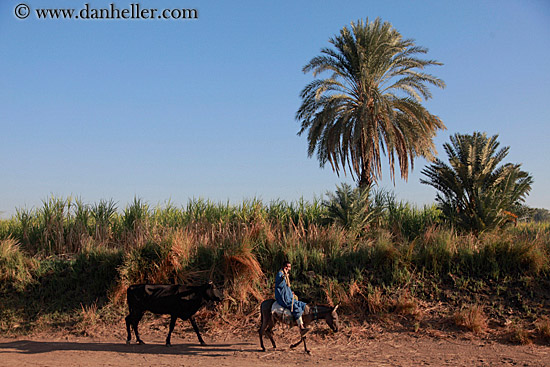 man-on-mule-walking-cow-01.jpg