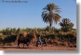 africa, cows, egypt, horizontal, men, mules, people, walking, photograph