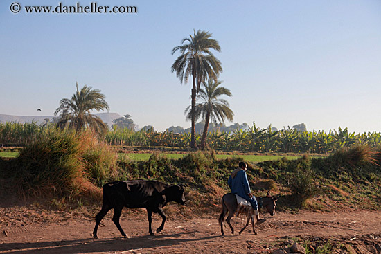 man-on-mule-walking-cow-02.jpg