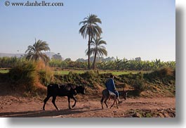 images/Africa/Egypt/People/man-on-mule-walking-cow-02.jpg
