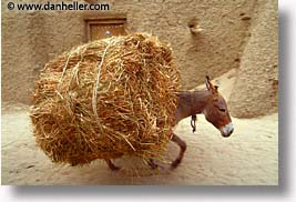 images/Africa/Mali/Timbuktu/donkey-a.jpg