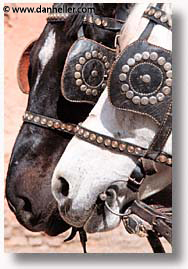 images/Africa/Morocco/horse-heads.jpg