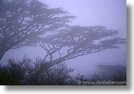 images/Africa/Tanzania/Ngorongoro/tree01.jpg
