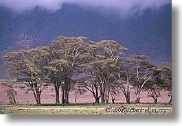 images/Africa/Tanzania/Ngorongoro/tree04.jpg