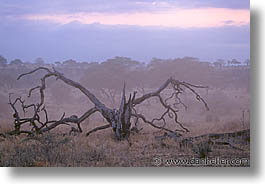 images/Africa/Tanzania/Ngorongoro/tree06.jpg