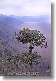 images/Africa/Tanzania/Ngorongoro/tree07.jpg