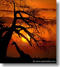 images/Africa/Tanzania/Sunsets/sunset01.jpg