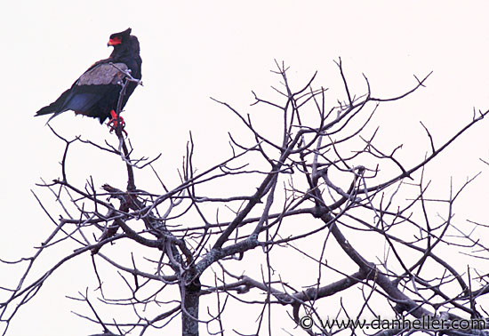 bateleur.jpg